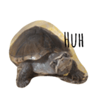 cute little musk turtle（個別スタンプ：10）