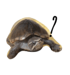 cute little musk turtle（個別スタンプ：11）