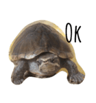 cute little musk turtle（個別スタンプ：12）