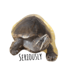 cute little musk turtle（個別スタンプ：14）