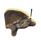 cute little musk turtle（個別スタンプ：15）