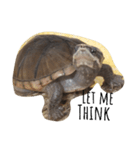 cute little musk turtle（個別スタンプ：16）