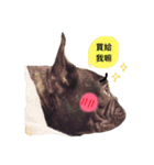 my dog bee bee（個別スタンプ：1）