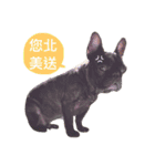 my dog bee bee（個別スタンプ：2）
