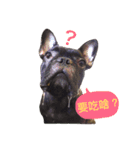 my dog bee bee（個別スタンプ：3）