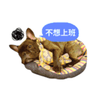 my dog bee bee（個別スタンプ：4）