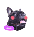 my dog bee bee（個別スタンプ：5）