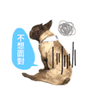 my dog bee bee（個別スタンプ：6）