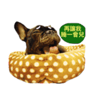 my dog bee bee（個別スタンプ：8）