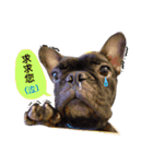 my dog bee bee（個別スタンプ：9）