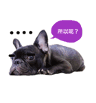 my dog bee bee（個別スタンプ：10）