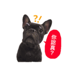 my dog bee bee（個別スタンプ：11）