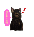 my dog bee bee（個別スタンプ：12）