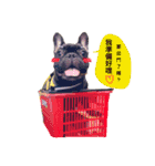 my dog bee bee（個別スタンプ：13）