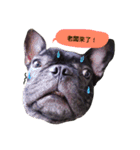 my dog bee bee（個別スタンプ：14）