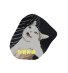Crazy cat girl（個別スタンプ：1）