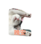 Crazy cat girl（個別スタンプ：3）