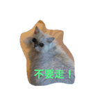 Crazy cat girl（個別スタンプ：4）