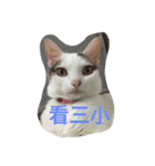 Crazy cat girl（個別スタンプ：6）