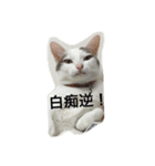 Crazy cat girl（個別スタンプ：8）