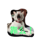 Crazy cat girl（個別スタンプ：9）