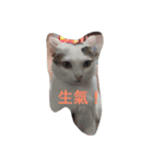Crazy cat girl（個別スタンプ：10）