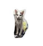 Crazy cat girl（個別スタンプ：11）