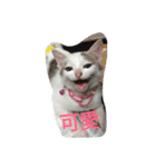 Crazy cat girl（個別スタンプ：12）
