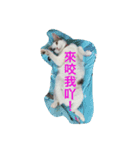 Crazy cat girl（個別スタンプ：13）
