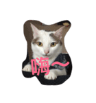 Crazy cat girl（個別スタンプ：15）