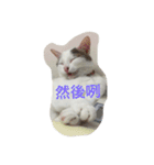 Crazy cat girl（個別スタンプ：16）