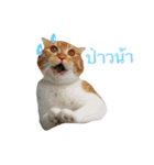 Billion The Cat（個別スタンプ：1）