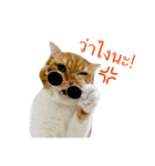 Billion The Cat（個別スタンプ：2）