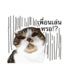 Billion The Cat（個別スタンプ：3）