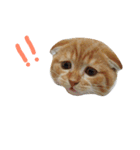Billion The Cat（個別スタンプ：4）