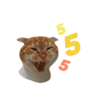 Billion The Cat（個別スタンプ：5）