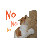 Billion The Cat（個別スタンプ：6）