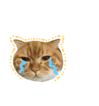 Billion The Cat（個別スタンプ：7）