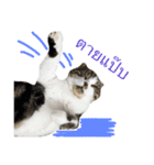 Billion The Cat（個別スタンプ：8）