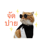 Billion The Cat（個別スタンプ：10）