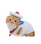 Billion The Cat（個別スタンプ：11）