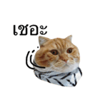 Billion The Cat（個別スタンプ：12）