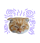 Billion The Cat（個別スタンプ：13）