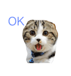 Billion The Cat（個別スタンプ：14）