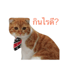 Billion The Cat（個別スタンプ：15）