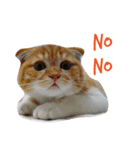 Billion The Cat（個別スタンプ：16）