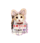 Lingo's caramel（個別スタンプ：1）