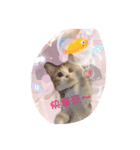 Lingo's caramel（個別スタンプ：5）