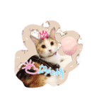 Lingo's caramel（個別スタンプ：6）