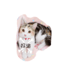 Lingo's caramel（個別スタンプ：8）